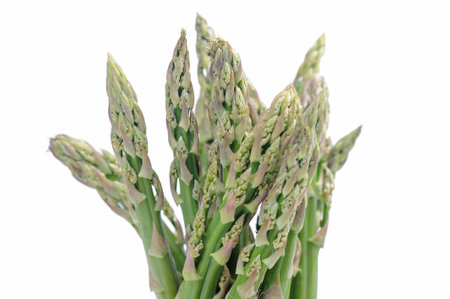 Bunch of asparagus on the white backgroundの写真素材