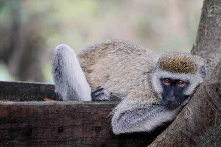 African Vervet monkey relaxing on trunk in Masai Mara Reservationの写真素材