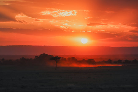 Sunset in Africa. Savanna view with silhouette of flora and faunaの写真素材