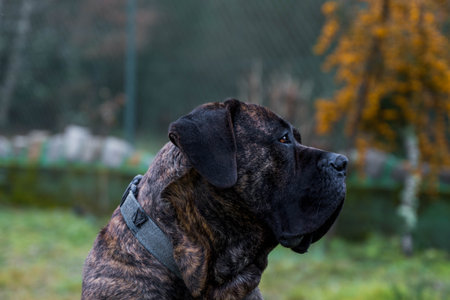 Young dog breed mastiff Presa Canario in the garden looking aroundの写真素材