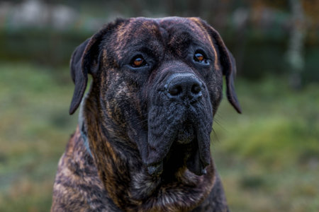 Young dog breed mastiff Presa Canario in the garden looking aroundの写真素材