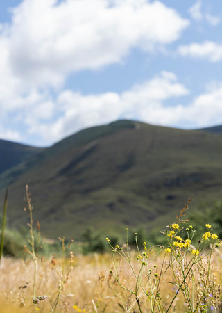 Point of view flowers and blur mountainの写真素材