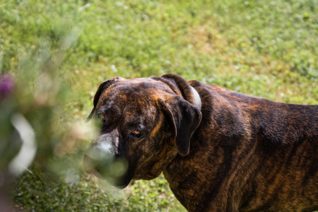 Young dog of the breed "presa canario" observing the situation.の写真素材