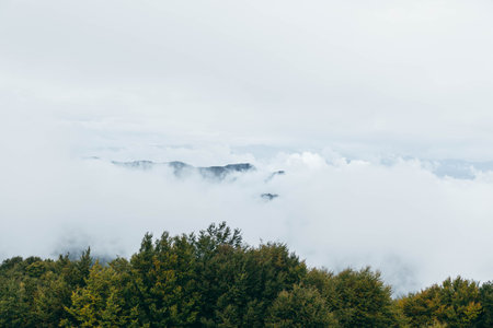 Mystic white clouds of fog over the wood into the natureの写真素材