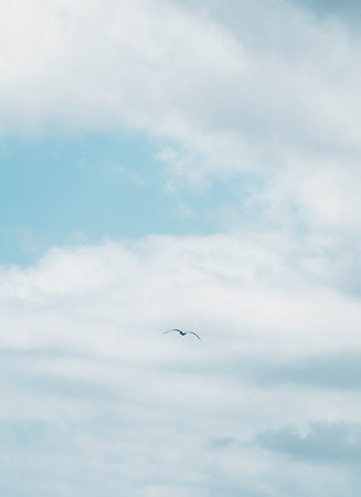 Alone seagull flying in the blue and cloudy skyの写真素材