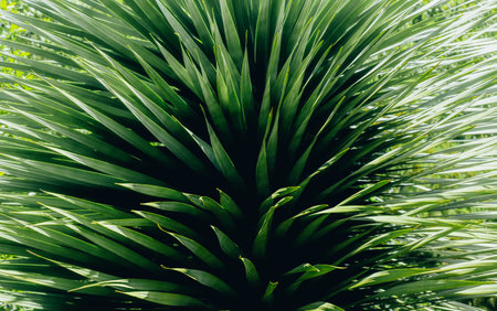 Close-up of leaf plant with green tonesの写真素材