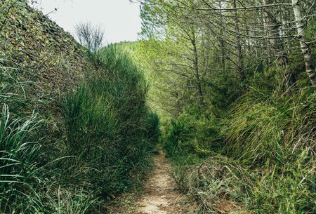Road in the middle of the nature in savage green landscape. hiking routeの写真素材