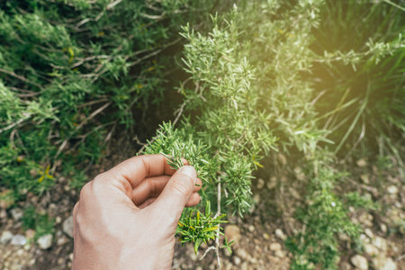 Human hand touching leaves in the middle of the nature in a sunny dayの写真素材