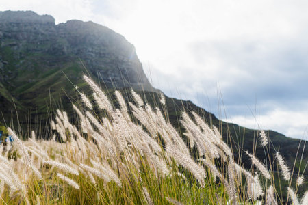 Wild plants. Landscape with the mountain in the distance, and copy spaceの写真素材