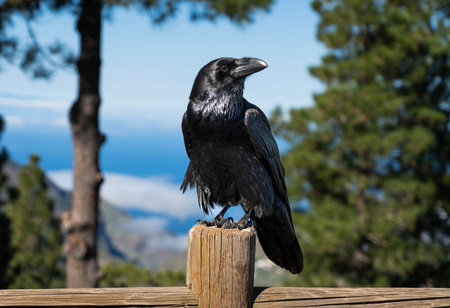 Dark raven standing on the fence in the wildの写真素材