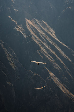 Flying condors over Colca canyon, Peru, South America. Biggest condor on earth