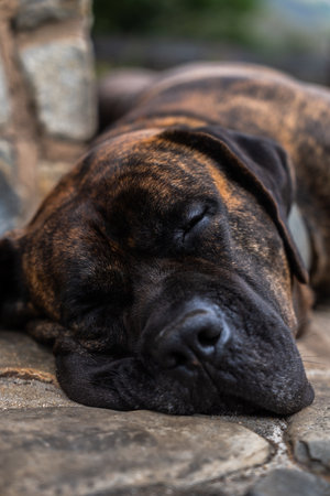 Close-up Dogo Canario or Presa Canario a dog originated in the Canary Islands in Spain