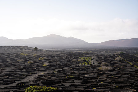 Lanzarotes unique volcanic landscape with vineyard circles in La Geriaの写真素材