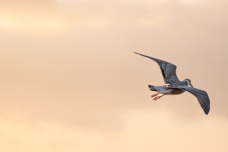 Image copyspace of seagull fly gracefully through a colorful sky during sunsetの写真素材