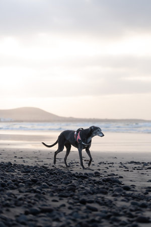 Greyhound dog enjoys a walk along the rocky beach during sunset hoursの写真素材