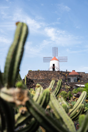 Historic windmill surrounded by cacti in a sunny landscape in Lanzaroteの写真素材