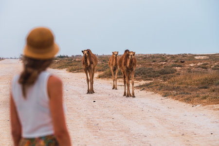 Defocused tourist walking on a dirt road meeting three camels in the desertの写真素材