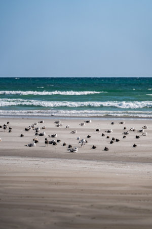 Seagulls resting on sandy beach by ocean waves on sunny day