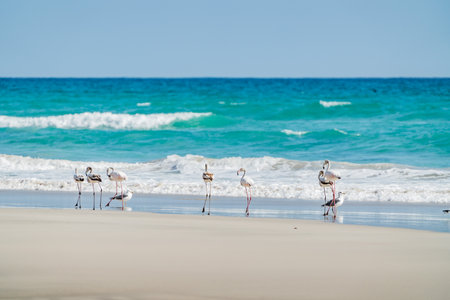 Flamingos and seagulls resting on the beach with turquoise water and wavesの写真素材