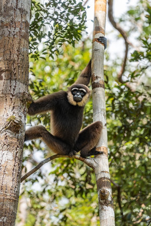Northern white-cheeked gibbon sitting on tree branch in lush forestの写真素材