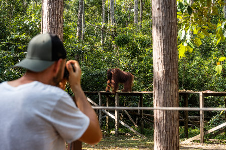 Photographer man capturing bornean orangutan walking on wooden platform in rainforest