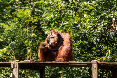 Orangutan enjoying sugar cane on feeding platform in lush rainforest