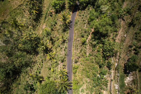 Winding road cutting through lush tropical vegetation in aerial viewの写真素材