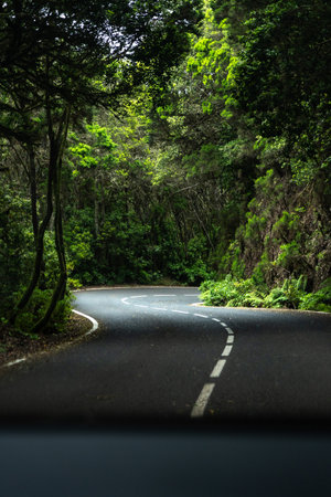 Winding road through lush forest creates scenic drive
