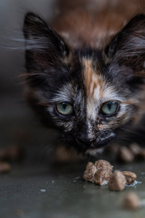 Close-up kitten is eating food on a tableの写真素材