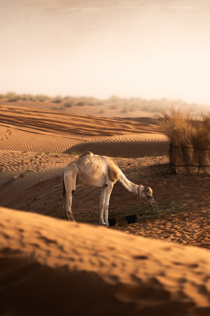 Camel grazing in warm oman desert lightの写真素材
