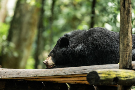 Asian black bear resting on wooden platform in forestの写真素材