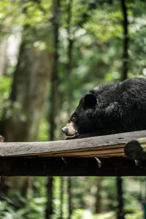 Black bear resting on wooden beam in forestの写真素材