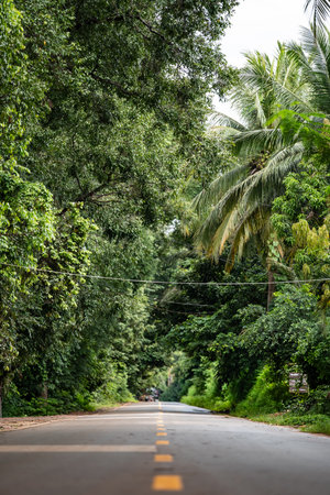 Empty road passing through lush tropical jungleの写真素材