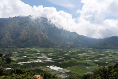 Lush green rice paddies stretching across rural valley in Lombokの写真素材