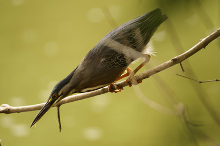 bird on the treeの写真素材