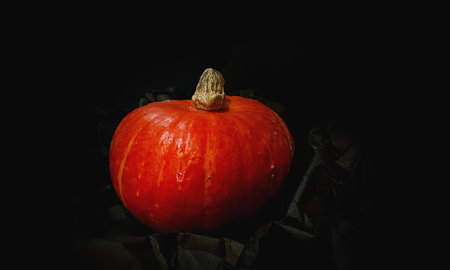 Pumpkin isolated on black background. Halloween concept. Copy space. Thanksgiving.の写真素材