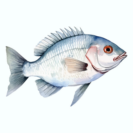 watercolor drawing of a fish on a white background, vector illustrationの素材