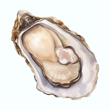 Oyster. Hand drawn watercolor illustration isolated on white backgroundの素材