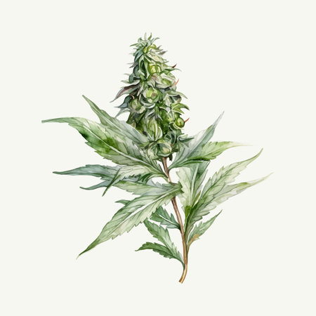 Watercolor drawing of cannabis plant. Isolated on light background.の素材