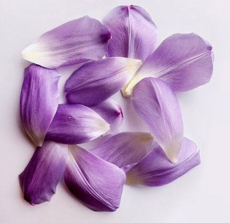 bunch of beautiful tulip purple petals, close-up, flat lay. Wedding romance, fragrance. Delicate backgroundの写真素材