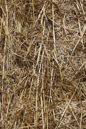 after harvestの写真素材