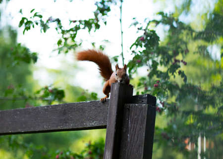 Friendly little curious brown squirrel on gray wooden fence, green tree is on background. Wildlife. Animals bond with humans Horizontal plane.の写真素材