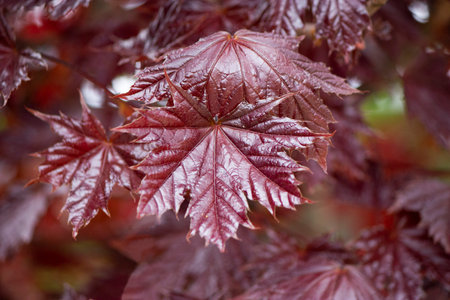 Closed up of leaves of brilliant red brown leaf Japanese maple tree (Acer rubrum, palmatum).Unpretentious sustainable perennial plant. Postcard. Horizontal plane.の写真素材