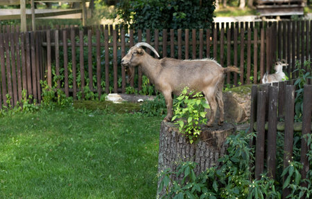 short-furred long horn male bronze gray goat standing on tree stump, wild mountain goats in open-air cage in a zoo. Animals rescue, in captivity, temporary shelter. Green treesの写真素材