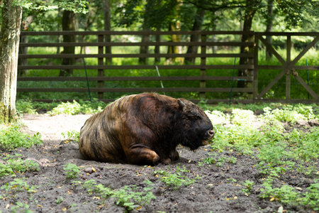 Old sick European bison (zubr) lays on the grass near people's house, settlement near forest....