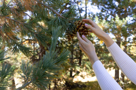 Closeup Female hands picks, collects pine cone from cedar, needles tree in forest to get nuts,...