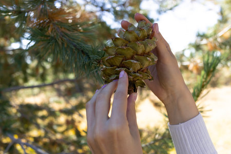 Cropped Human Hands Picks, Collects Pine Cone From Cedar, Needles Tree In Forest To Get Nuts, Essential Oil Or For Decor. Evergreen Nursery. Harvesting. Horizontal Planeの写真素材
