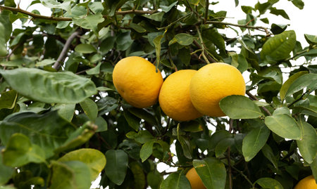 Closeup Yellow Large Grapefruits on Green Tree. Citrus Plant, Harvesting. Grapefruit Grove. Green...