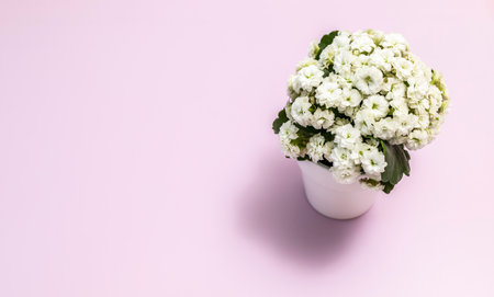 Backdrop Potted White Kalanchoe On Pink Background, Horizontal Plane. Copyspace Floral Gift, Flower Shop, Blooming Plant. International Women Day. Bouquet Of Blossom Succulent Kalanchoe Blossfeldiana.の写真素材