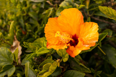 Closeup Yellow Orange Tropical Hibiscus Live Plant or Chinese Rose, Single Flower. Nursery Evergreen Tree. Floriculture, Landscape. Outdoor Shoeblack Plant, Hawaii Flower, Shoe Mallowの写真素材